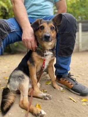 Duduj, male Mixed Breed for adoption at Jeromos Egyesület (Baja)