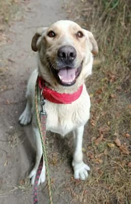 Lekvár, male 4yo Mixed Breed for adoption at Jeromos Egyesület (Baja)