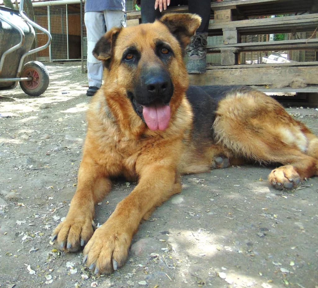 Zoé, Mixed Breed for adoption at Békési Állatvédők