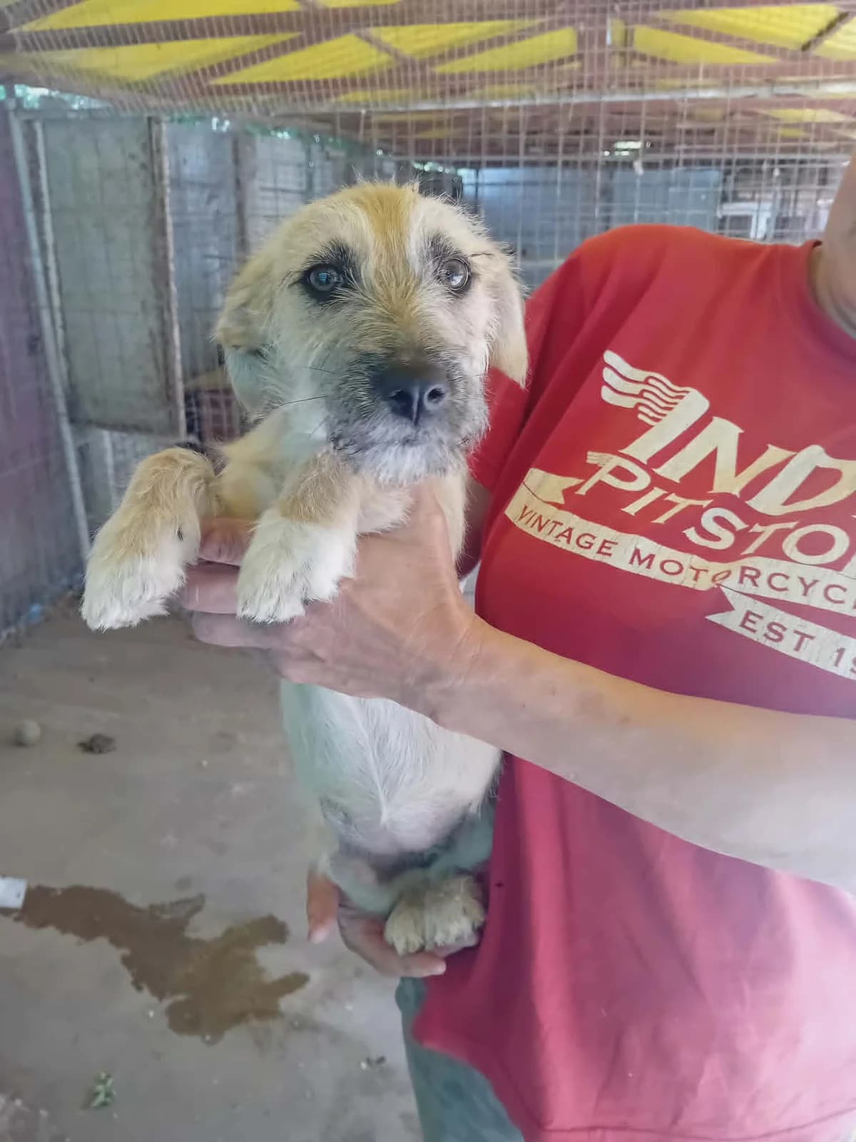 Kitti,Eperke,Samu, puppy Mixed Breed for adoption at Békési Állatvédők