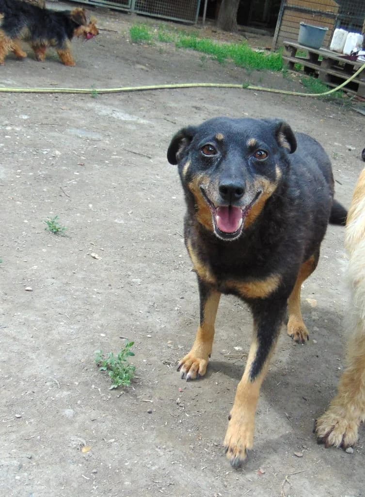 Muki, Mixed Breed for adoption at Békési Állatvédők