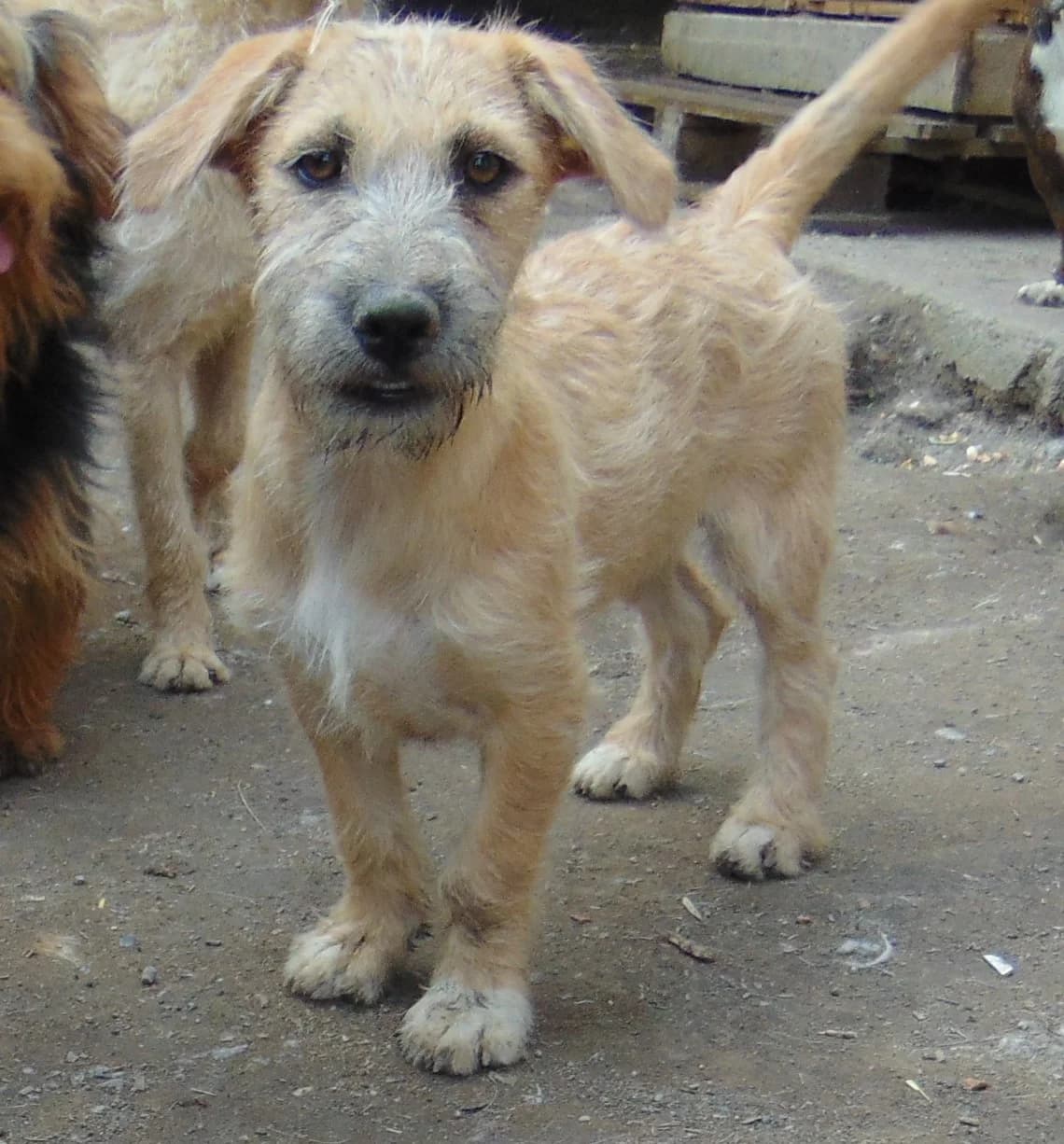 Eperke és Samu, Mixed Breed for adoption at Békési Állatvédők