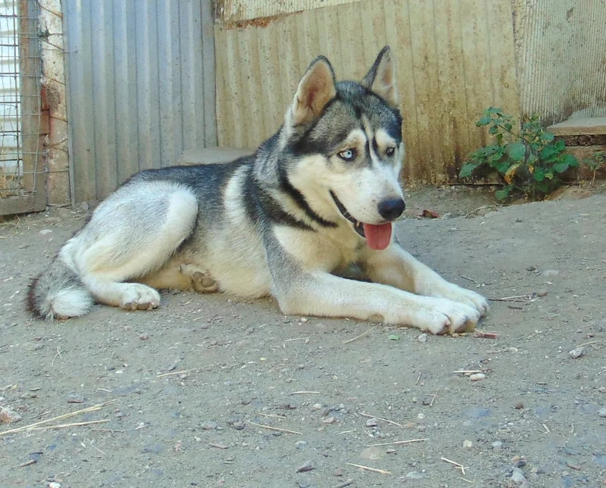 Henry, Mixed Breed for adoption at Békési Állatvédők