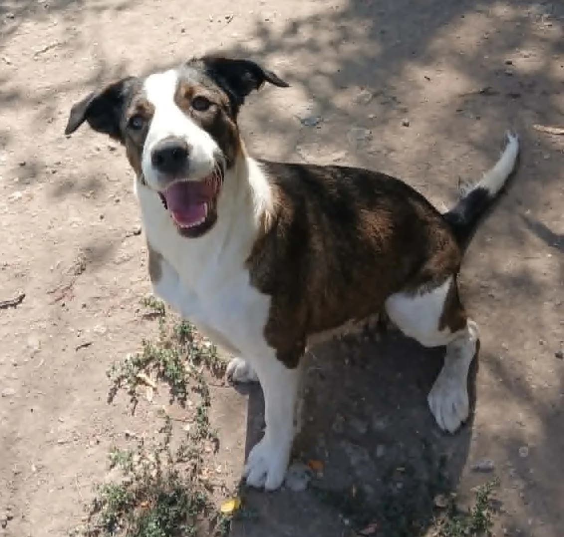 Málna, puppy Mixed Breed for adoption at Békési Állatvédők