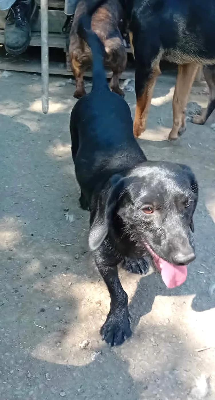 Suzy és Lord, Mixed Breed for adoption at Békési Állatvédők