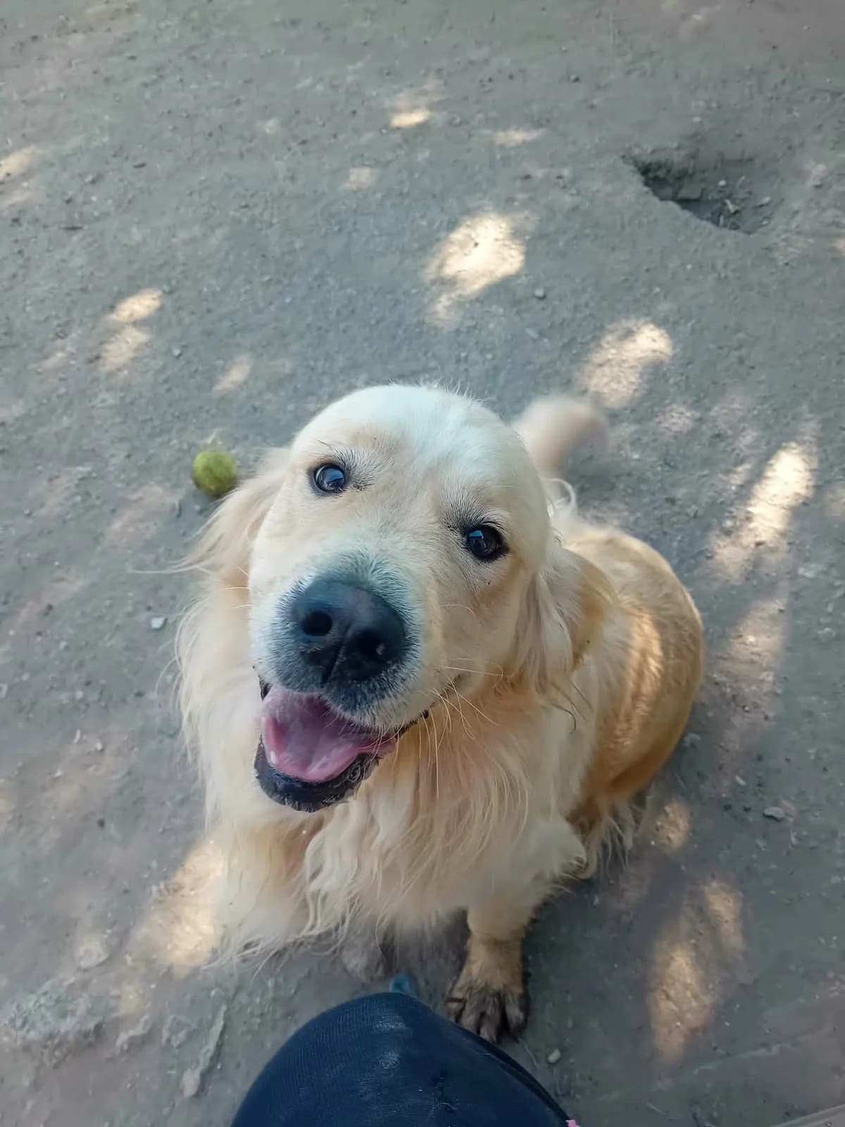 Riki, young Mixed Breed for adoption at Békési Állatvédők