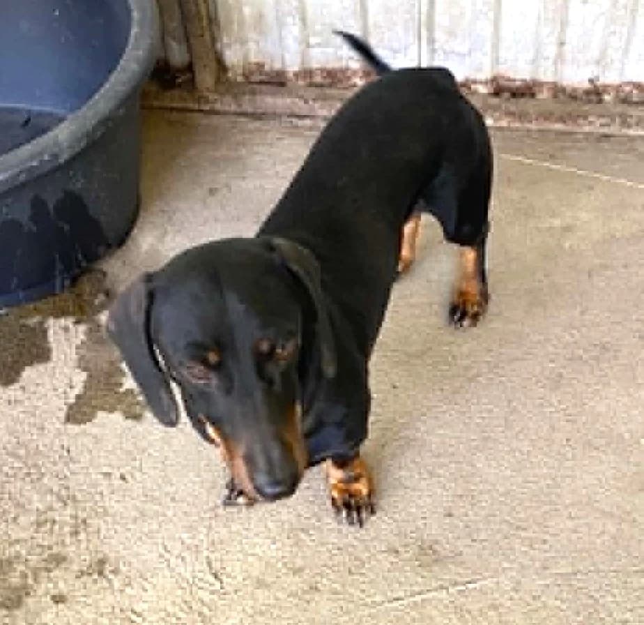 Ottó, young Mixed Breed for adoption at Békési Állatvédők
