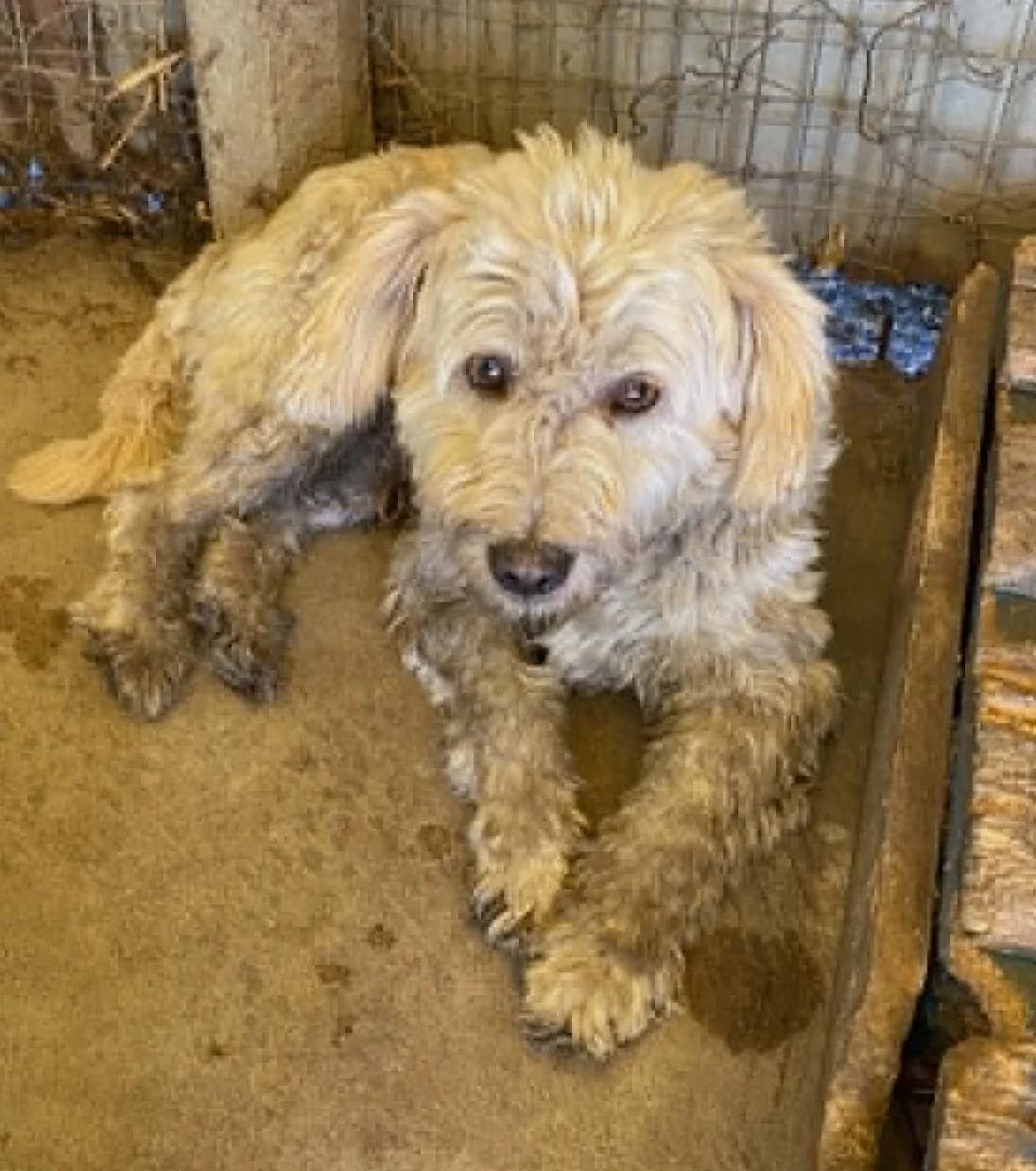 Pamacs, 7yo Mixed Breed for adoption at Békési Állatvédők