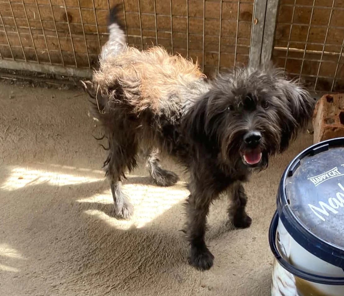 Luna, Mixed Breed for adoption at Békési Állatvédők