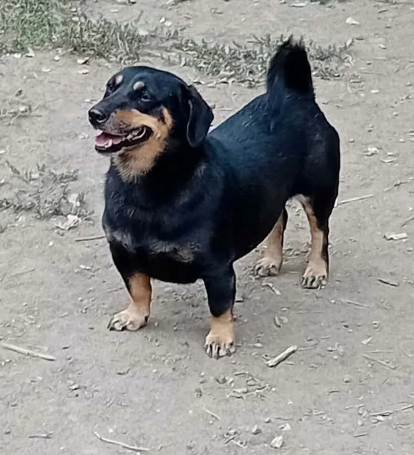 Jack, 3yo Mixed Breed for adoption at Békési Állatvédők
