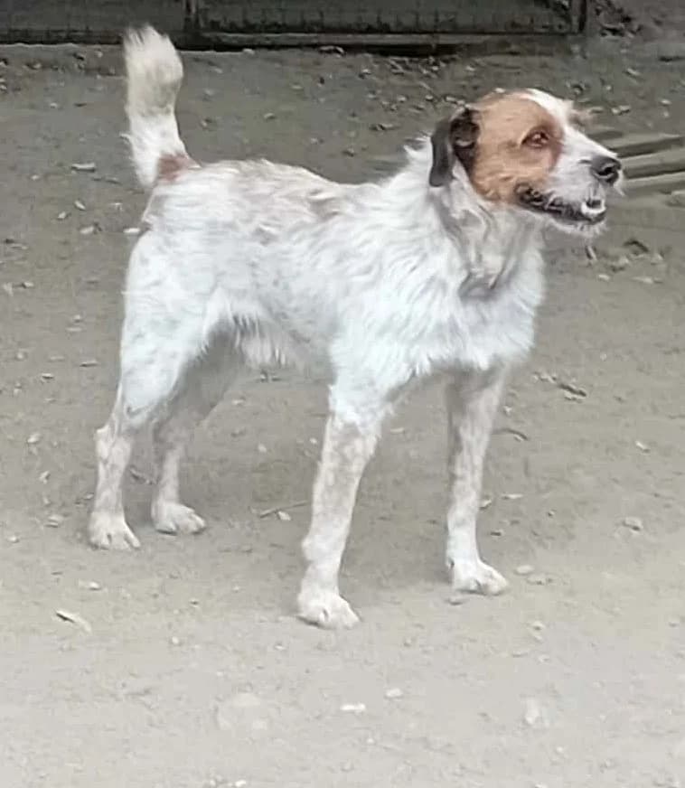 Karcsi, Mixed Breed for adoption at Békési Állatvédők