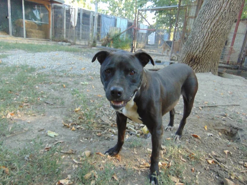 Diego, Mixed Breed for adoption at Békési Állatvédők