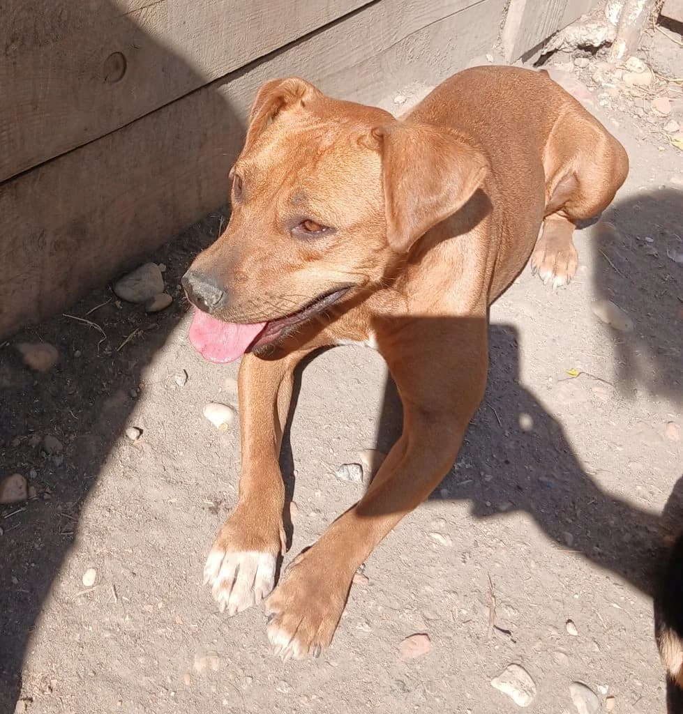 Cloé, Mixed Breed for adoption at Békési Állatvédők