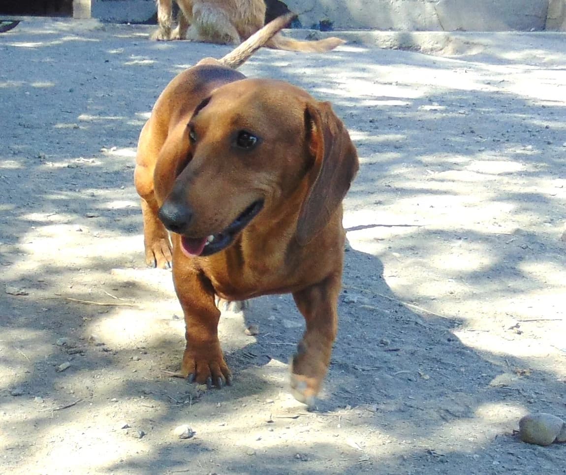 Bendegúz, Mixed Breed for adoption at Békési Állatvédők