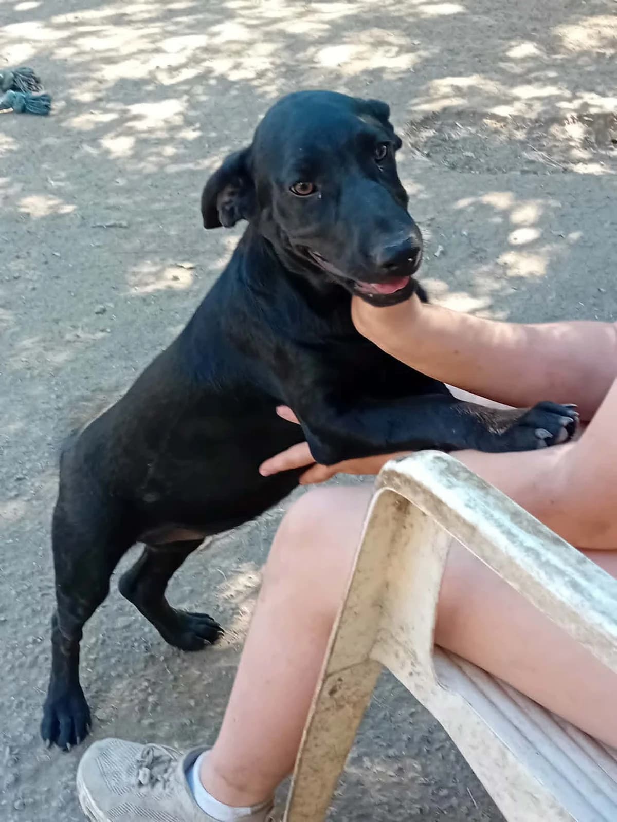 Szeder, Mixed Breed for adoption at Békési Állatvédők