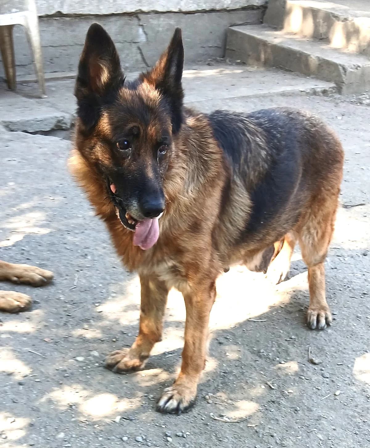 Tosca, Mixed Breed for adoption at Békési Állatvédők