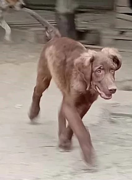 Csoki, Mixed Breed for adoption at Békési Állatvédők