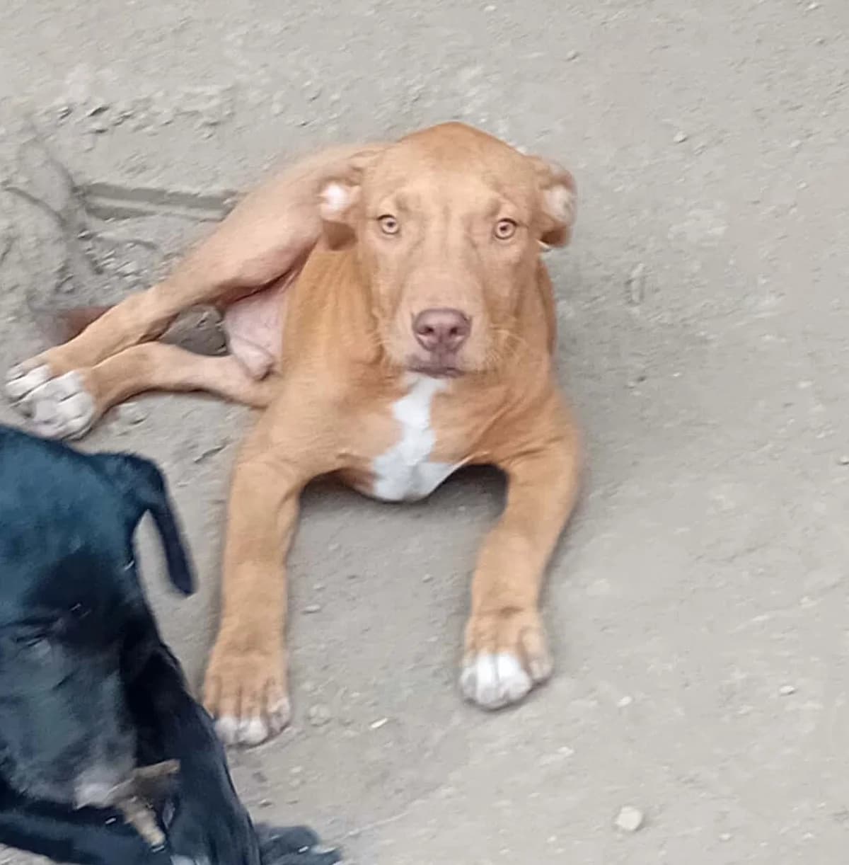 Teddy, Mixed Breed for adoption at Békési Állatvédők