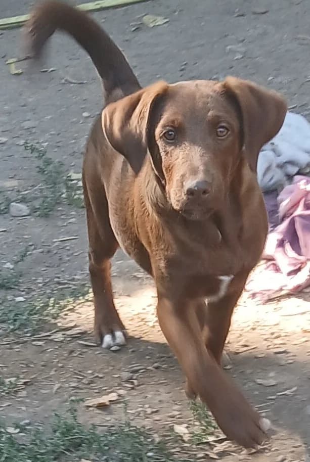 Dani, Mixed Breed for adoption at Békési Állatvédők