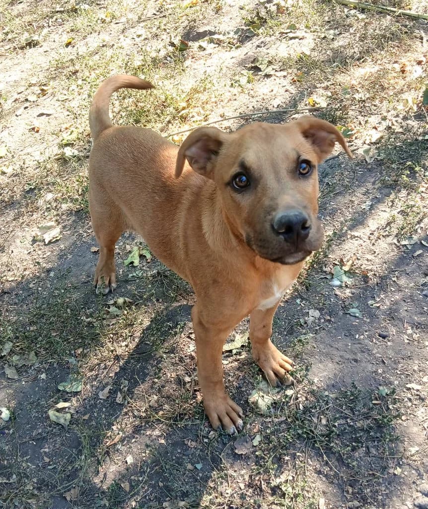 Denis, Mixed Breed for adoption at Békési Állatvédők