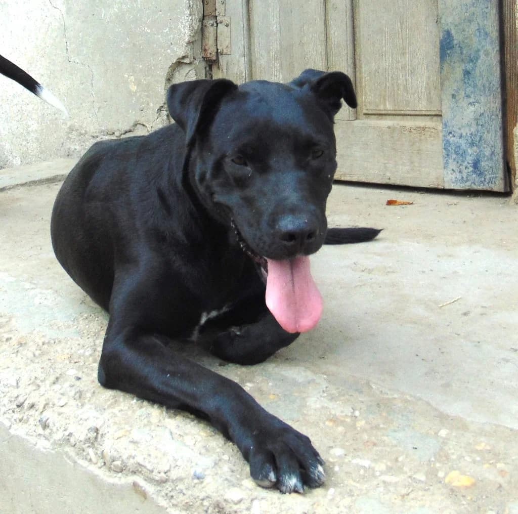 Suny, Mixed Breed for adoption at Békési Állatvédők
