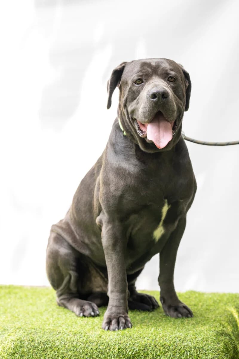 Barell, Mixed Breed for adoption at Bogáncs Kutya- és Kisállatotthon Alapítvány