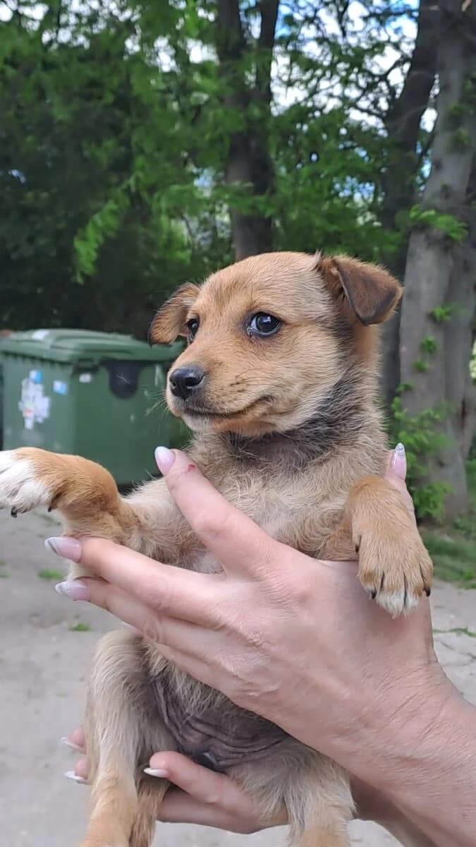 Majoros kislány 3, Mixed Breed for adoption at Bogáncs Kutya- és Kisállatotthon Alapítvány