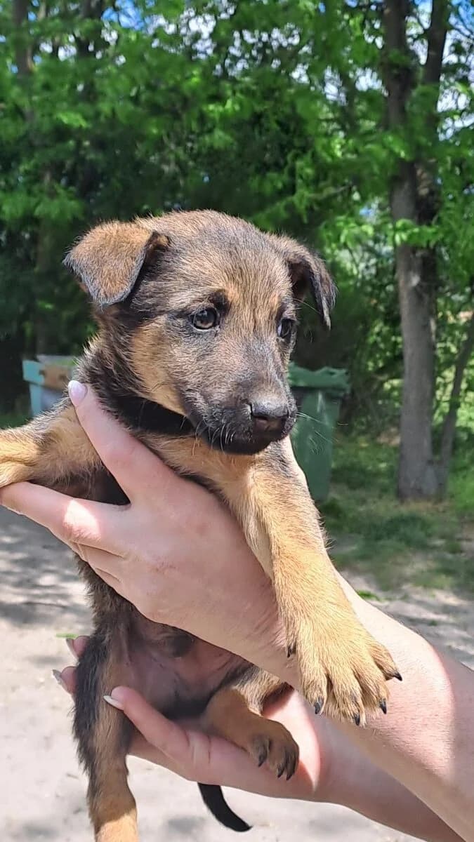 Majoros kisfiú 1, Mixed Breed for adoption at Bogáncs Kutya- és Kisállatotthon Alapítvány