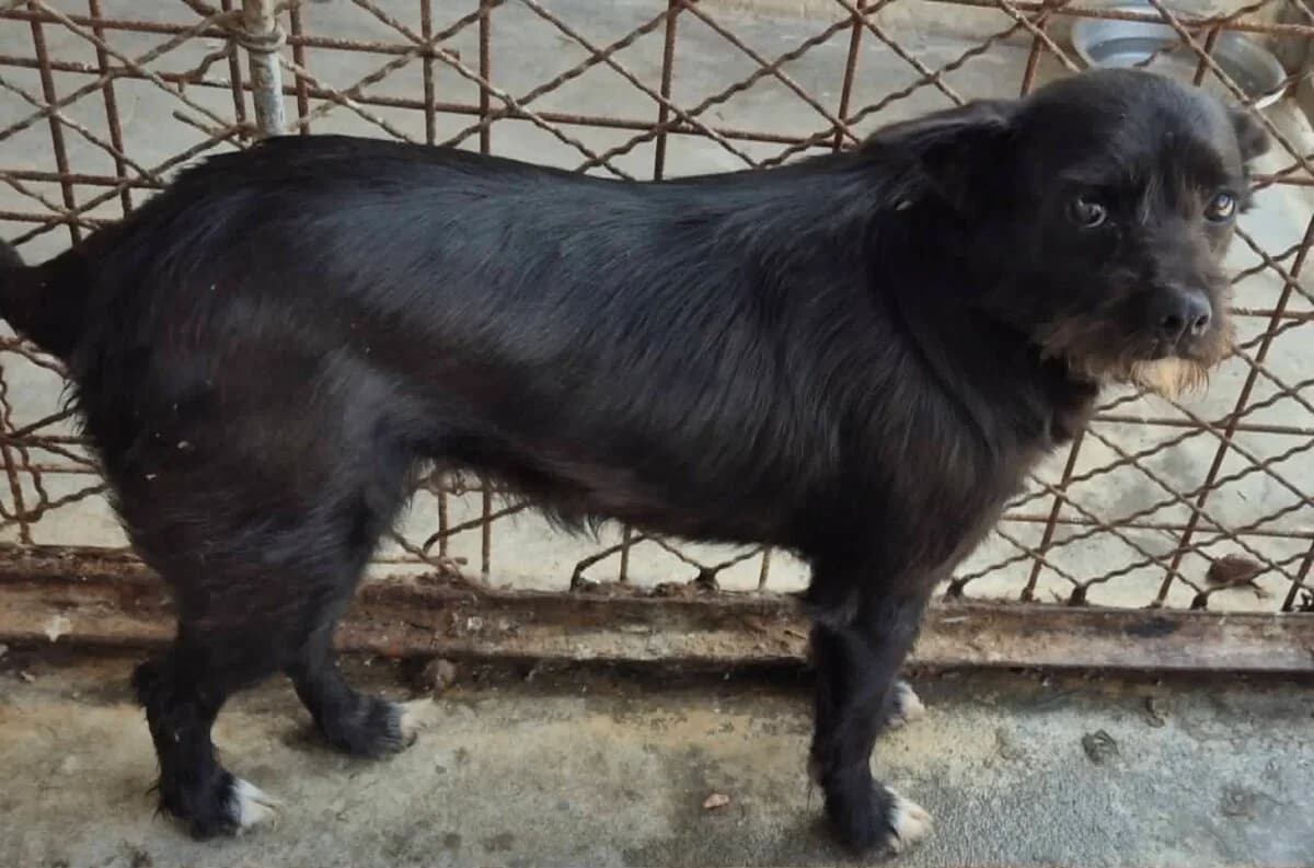 Myna, Mixed Breed for adoption at Bogáncs Kutya- és Kisállatotthon Alapítvány