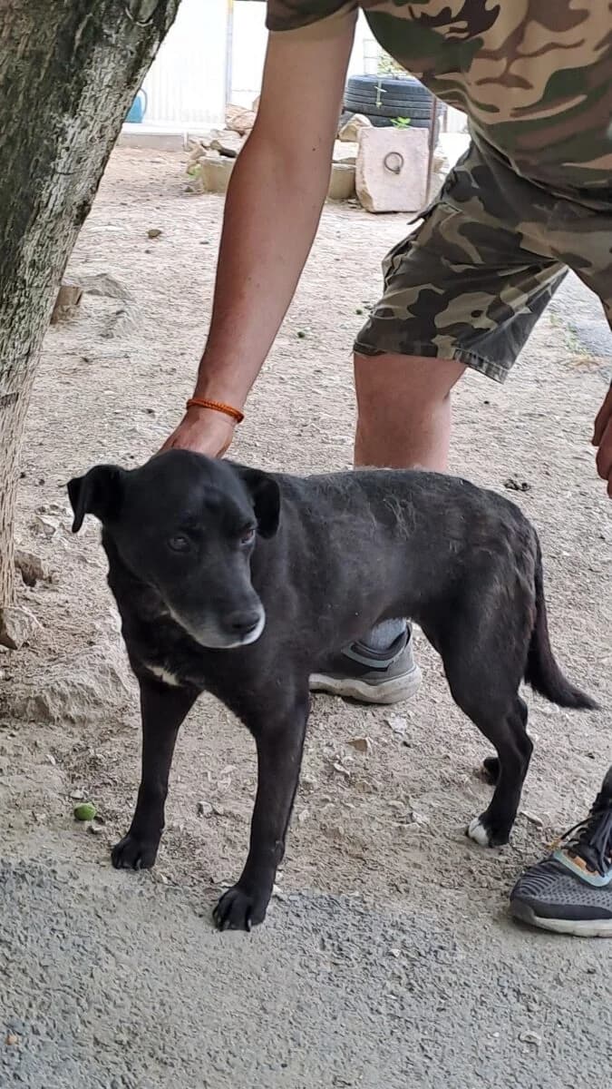 Tana, Mixed Breed for adoption at Bogáncs Kutya- és Kisállatotthon Alapítvány