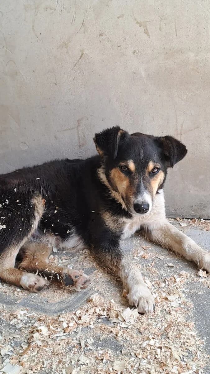 Tarna, Mixed Breed for adoption at Bogáncs Kutya- és Kisállatotthon Alapítvány