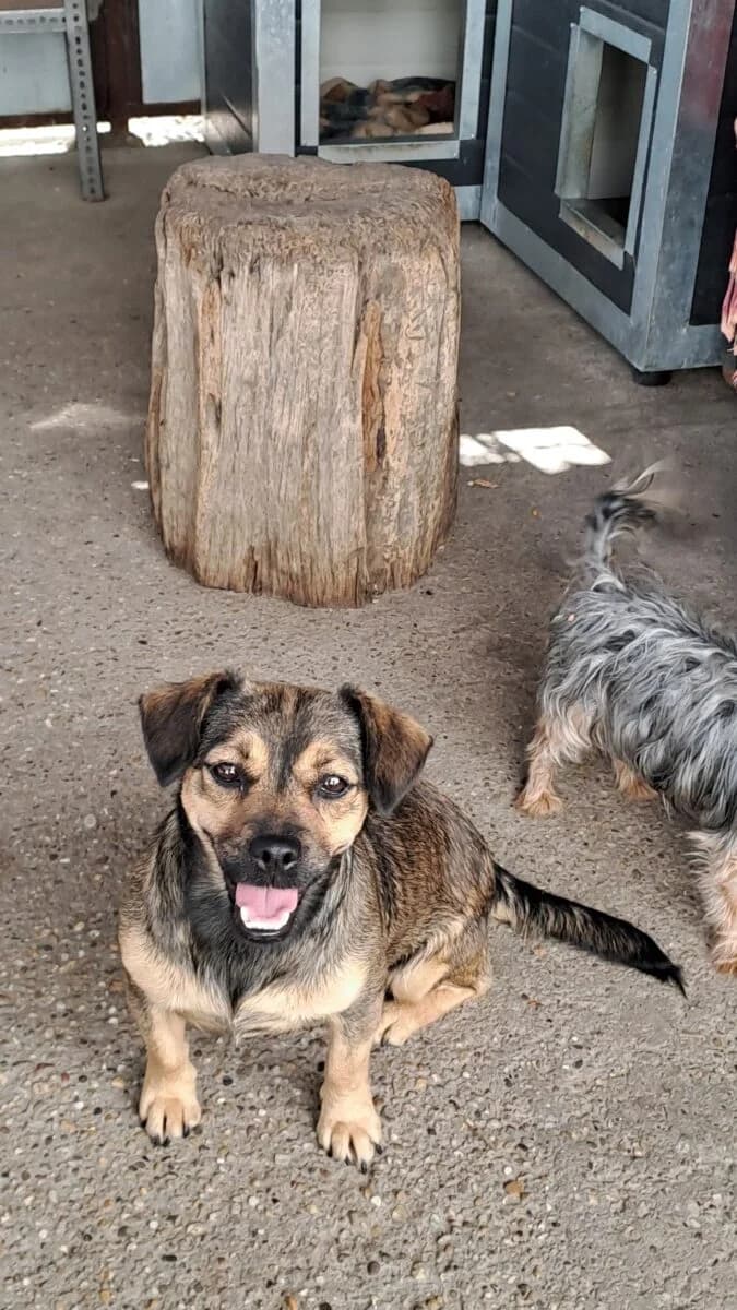 Pocsita, Mixed Breed for adoption at Bogáncs Kutya- és Kisállatotthon Alapítvány