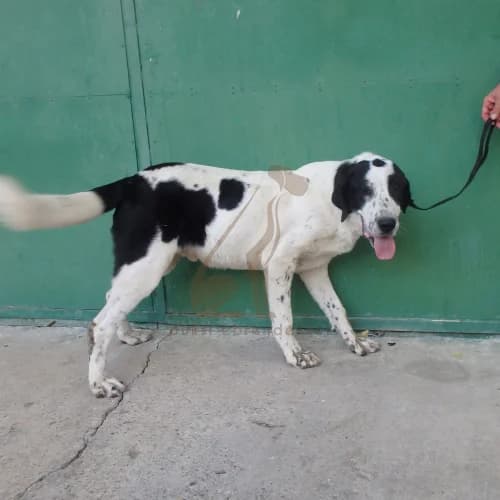 Bohóc, male 3yo Mixed Breed for adoption at Buksi Ebrendészet