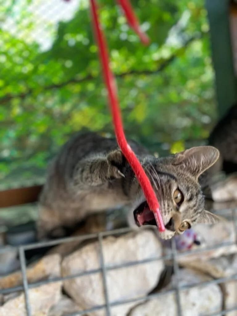 Szikra, female Mixed Breed for adoption at Cica-VĂĄr-Lak AlapĂtvĂĄny, Budapest