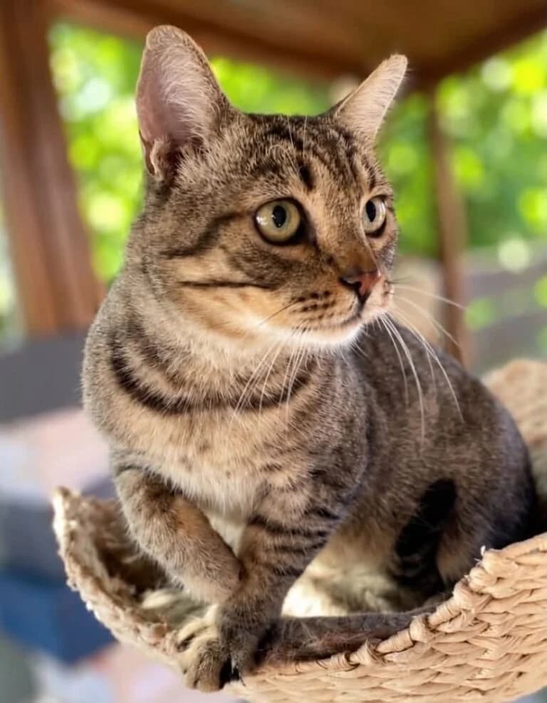 Teddy, male European Shorthair for adoption at Cica-Vár-Lak Alapítvány, Budapest