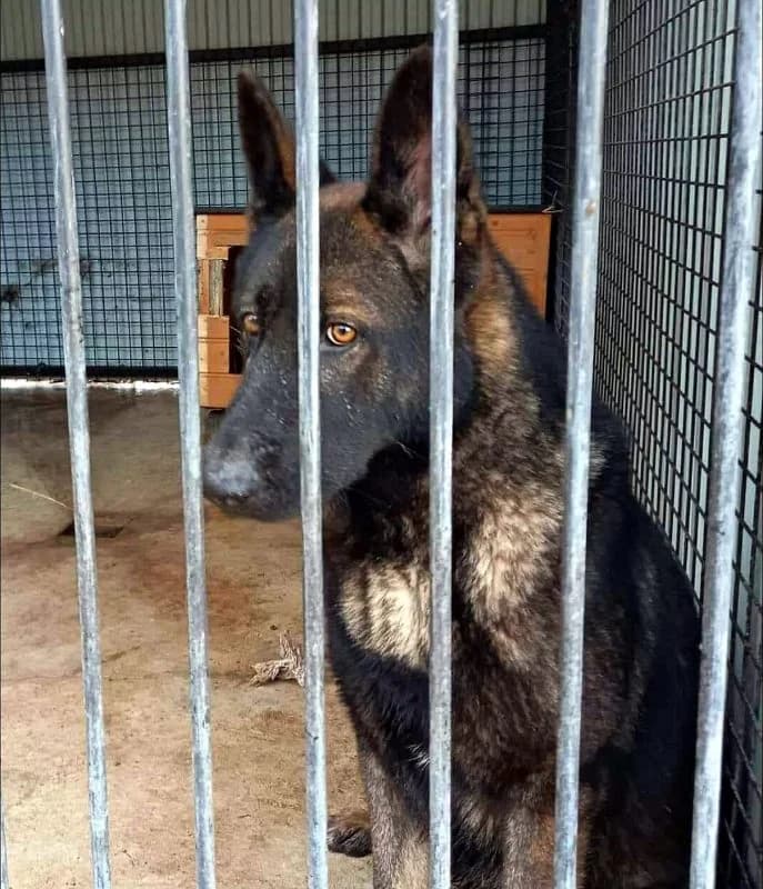 APOLLÓ, male young Mixed Breed for adoption at CNJ Állatvédő Egyesület