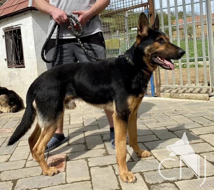 Botond, 3yo Mixed Breed for adoption at CNJ Állatvédő Egyesület