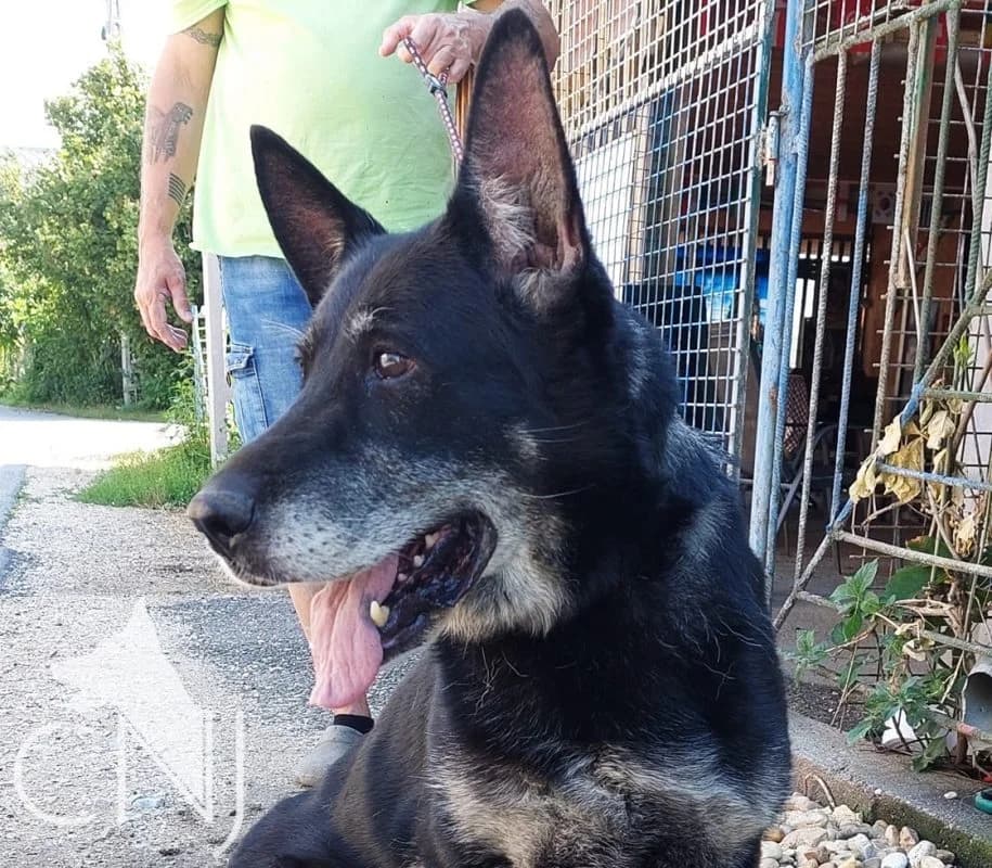 CORA, female senior Mixed Breed for adoption at CNJ Állatvédő Egyesület