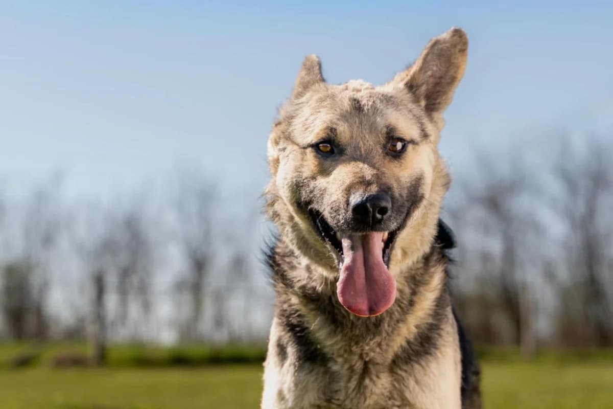 CSERKÉSZ, young mixed breed for adoption at CNJ Állatvédő Egyesület