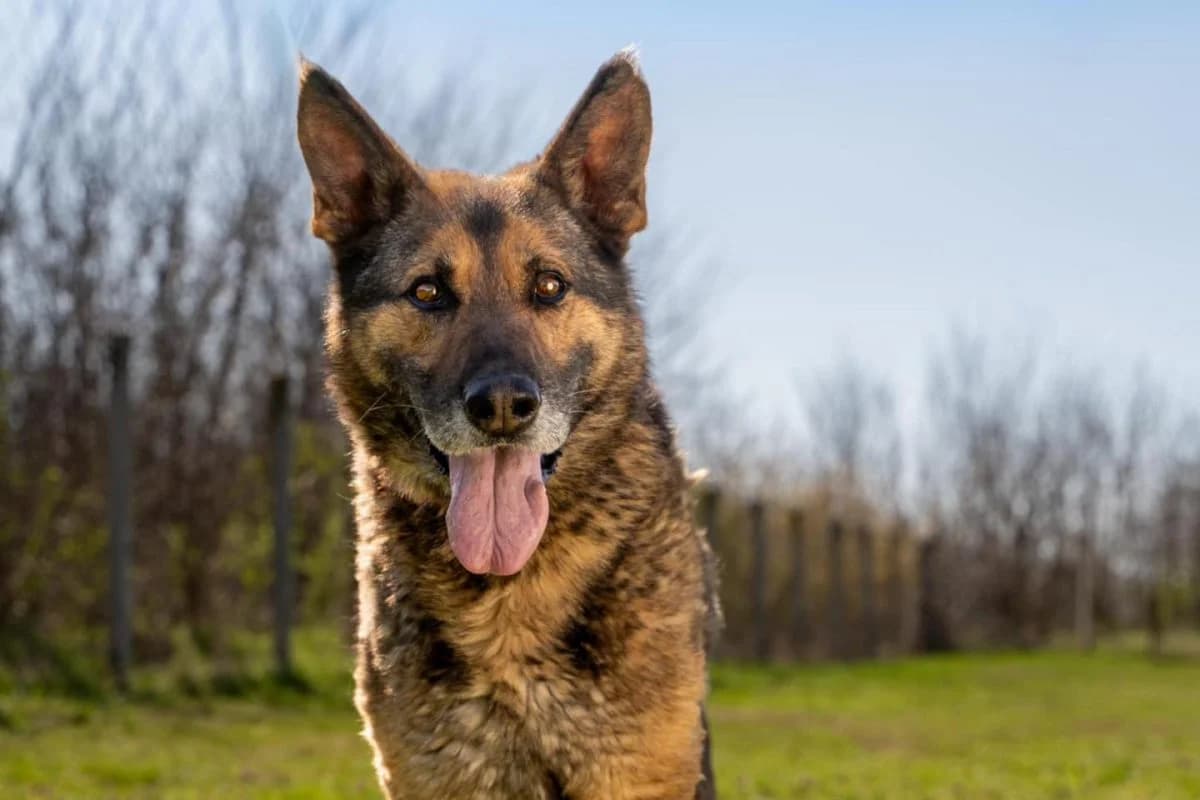 GERI, male senior Mixed Breed for adoption at CNJ Állatvédő Egyesület