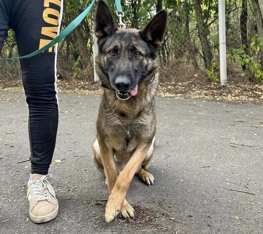 MAJA, female 5yo Mixed Breed for adoption at CNJ Állatvédő Egyesület