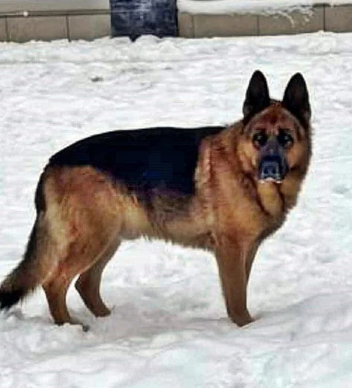 MAX, male 5yo Mixed Breed for adoption at CNJ Állatvédő Egyesület
