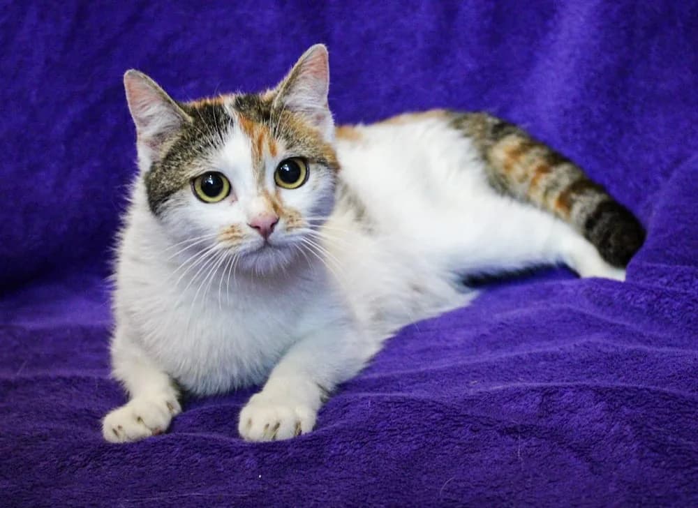 Alissa, female young mixed breed for adoption at Csabai Állatvédők Egyesülete