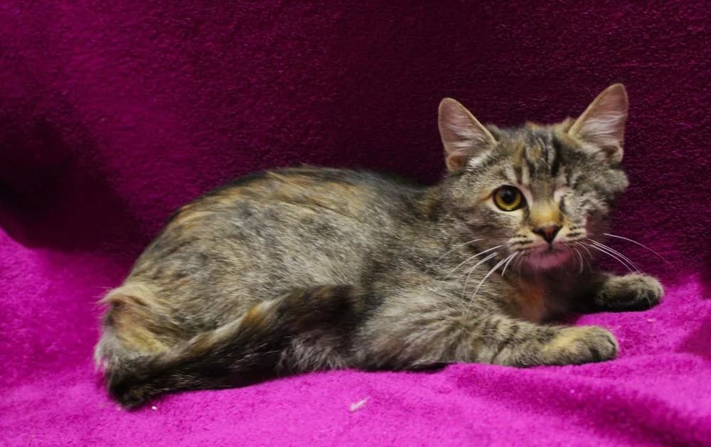 Andrea, female young mixed breed for adoption at Csabai Állatvédők Egyesülete