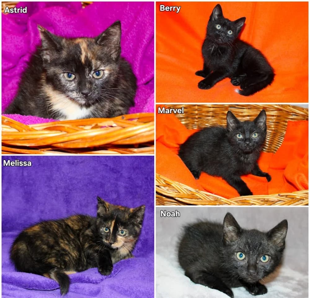 Astrid, Melissa, Berry, Marvel, puppy mixed breed for adoption at Csabai Állatvédők Egyesülete