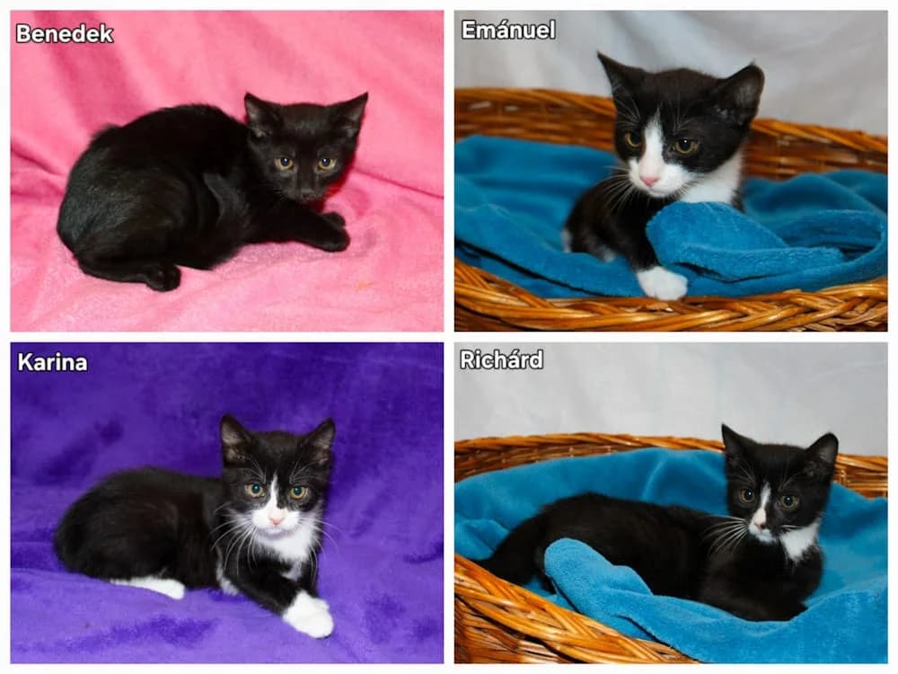 Benedek, Emánuel, Karina, Richárd, puppy mixed breed for adoption at Csabai Állatvédők Egyesülete