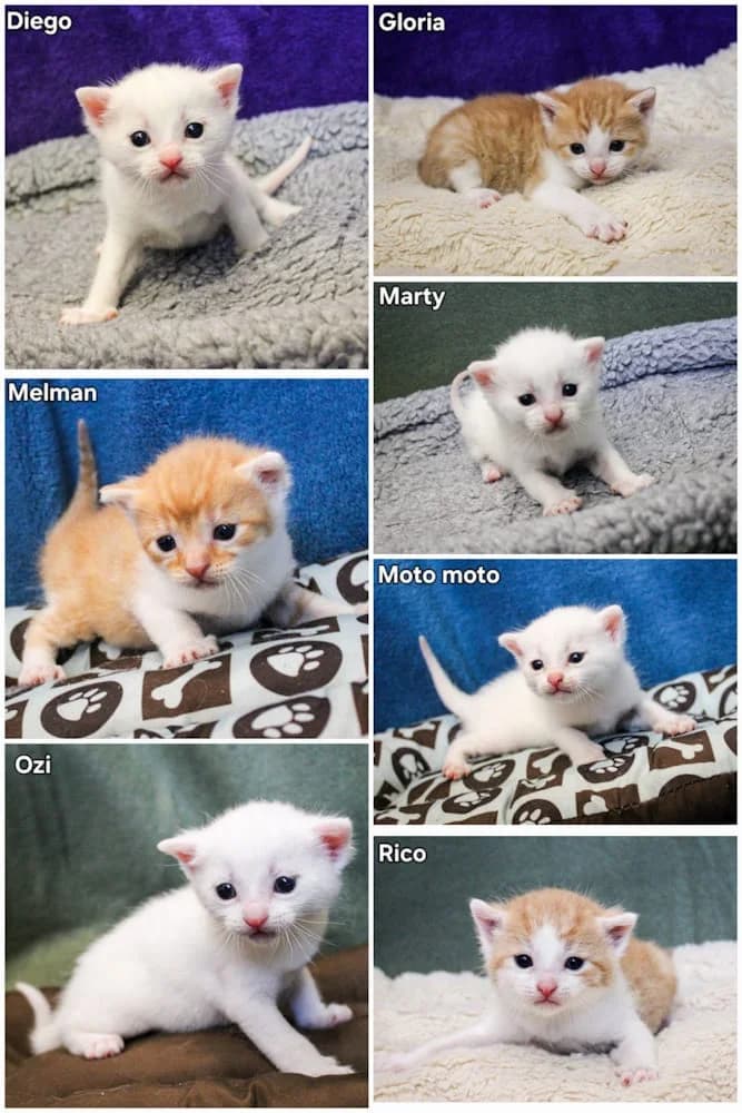Diego, Melman, Ozi, Gloria, Marty, Moto moto, Rico, puppy mixed breed for adoption at Csabai Állatvédők Egyesülete