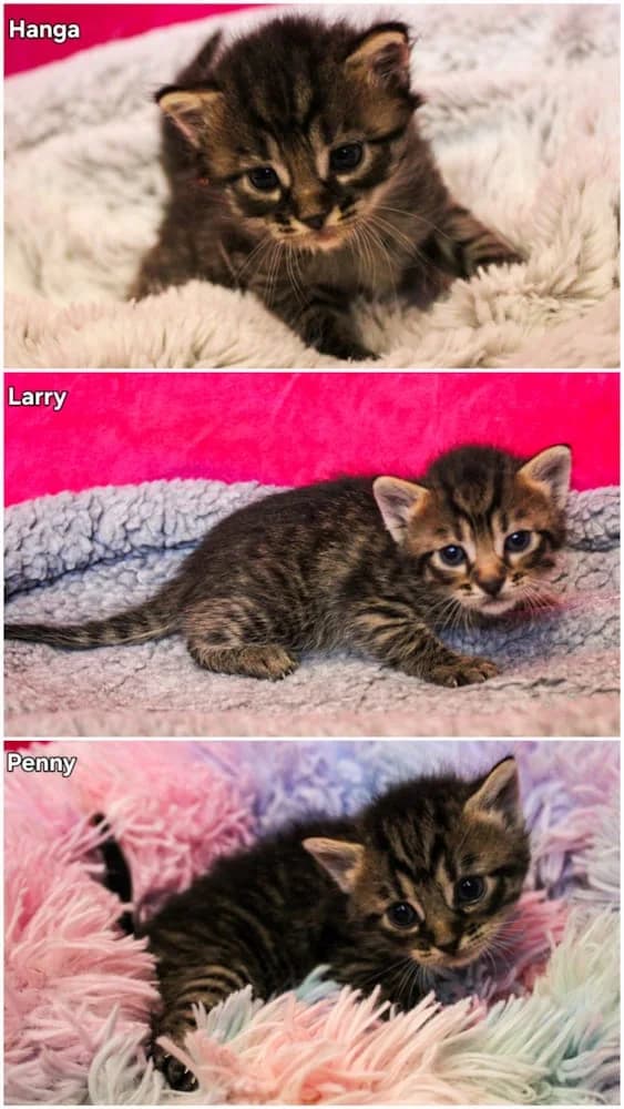 Hanga, Larry, Penny, puppy mixed breed for adoption at Csabai Állatvédők Egyesülete