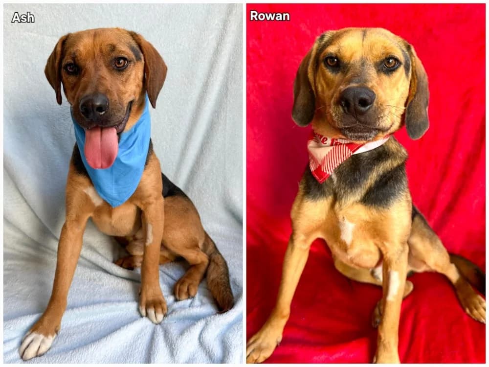 Ash, Rowan, male young mixed breed for adoption at Csabai Állatvédők Egyesülete