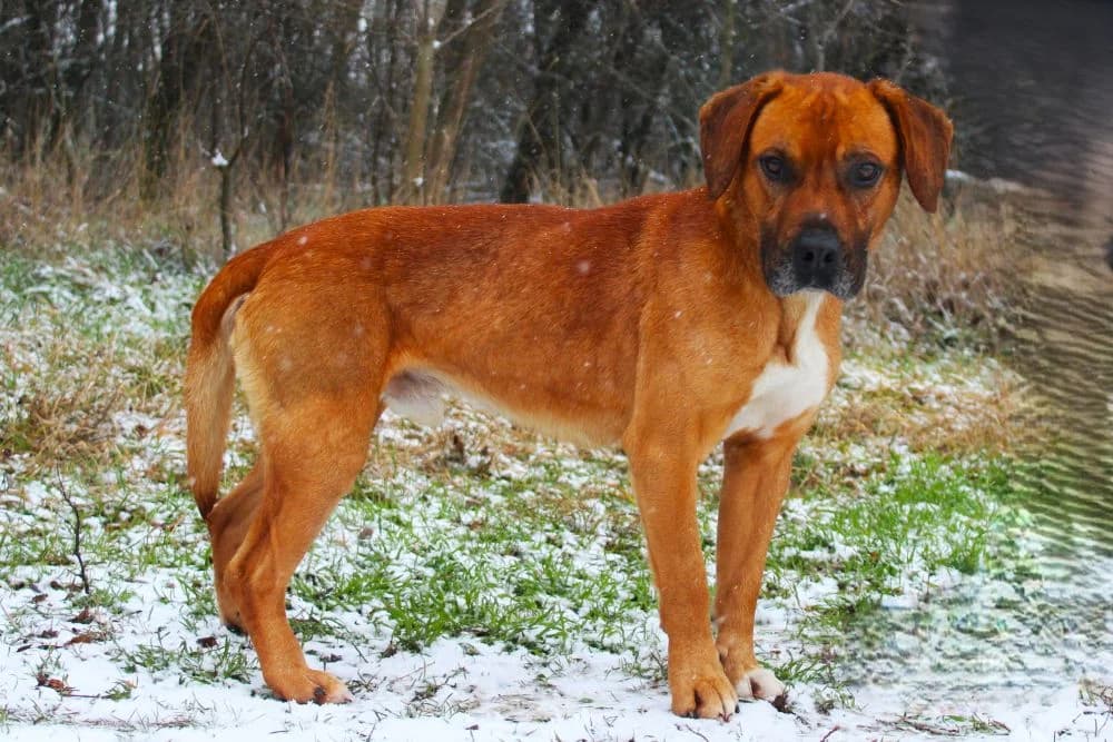 Beam, male 7yo mixed breed for adoption at Csabai Állatvédők Egyesülete